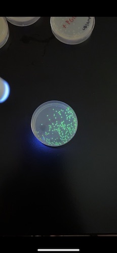 A petri dish holds dozens of glowing green circles